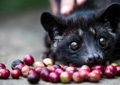 Luwak Coffee Plantation 120119