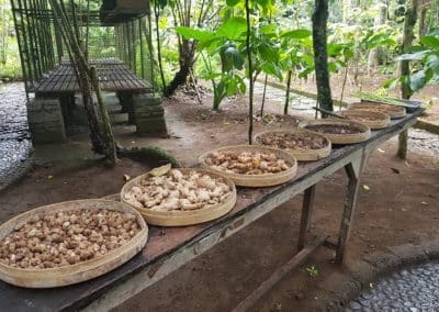 Luwak Coffee Plantation 1301191