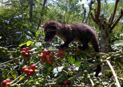 Luwak Coffee Plantation 1301193