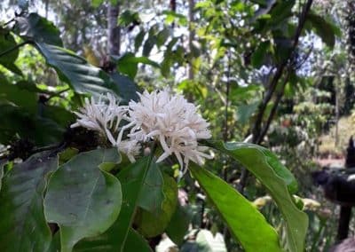 Luwak Coffee Plantation - Honeybee Farm 1301192