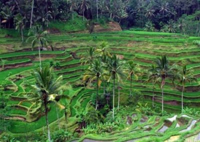 Ubud Tegalalang Rice Terrace 130119