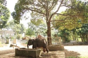 Bali Elephant Camp Tour - Gallery 0907201912