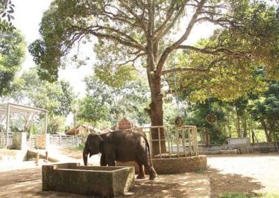 Bali Elephant Camp Tour - Gallery 0907201912