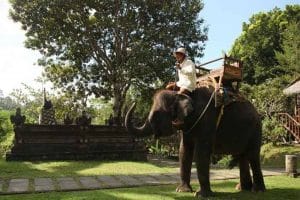 Bali Elephant Camp Tour - Gallery 0907201914