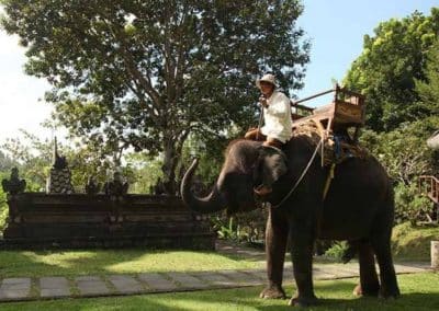 Bali Elephant Camp Tour - Gallery 0907201914