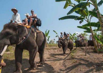 Bali Elephant Camp Tour - Gallery 0907201915