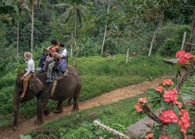 Bali Elephant Camp Tour - Gallery 090720192