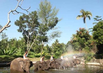 Bali Elephant Camp Tour - Gallery 090720197