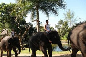 Bali Elephant Camp Tour - Gallery 090720198