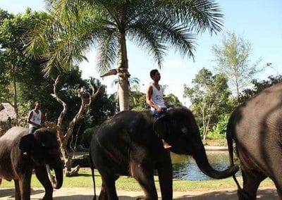 Bali Elephant Camp Tour - Gallery 090720198