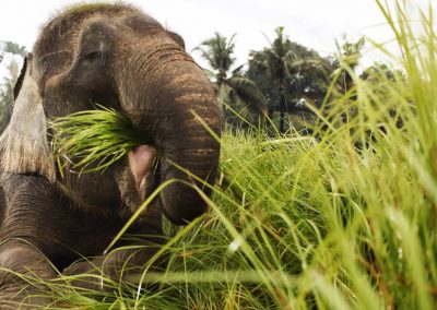 Bali Zoo Elephant Safari Ride Tour - Galerry 120720196