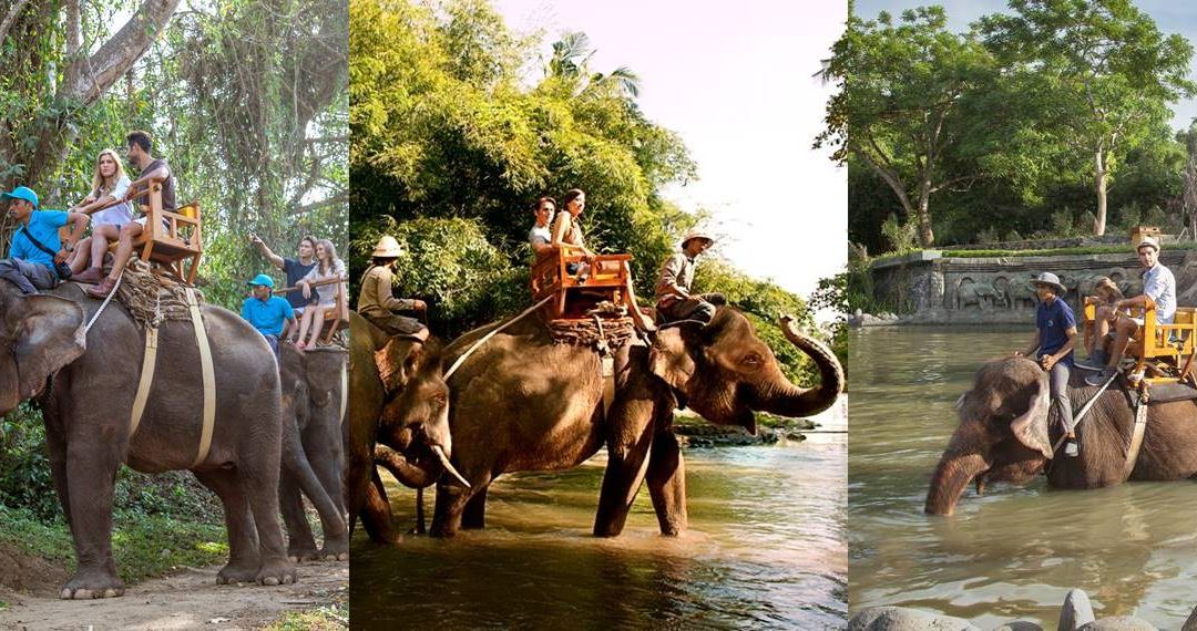Bali Zoo Elephant Safari Ride Tour