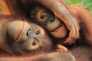 Bali Zoo Orangutan