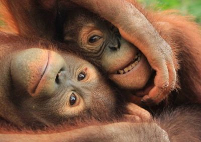 Bali Zoo Orangutan