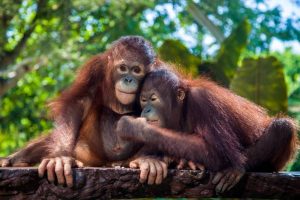 Dara & Goval Orangutans at Bali Zoo