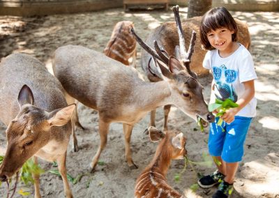 Peting Bali Zoo