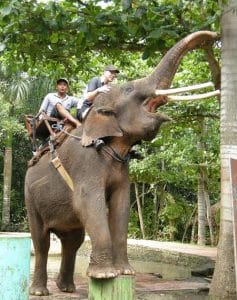Bali Bakas Elephant Ride Tour - Gallery 12081910