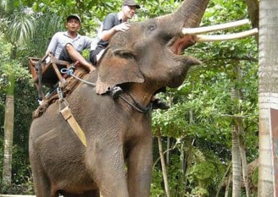 Bali Bakas Elephant Ride Tour - Gallery 12081910