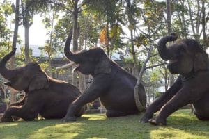 Bali Bakas Elephant Ride Tour - Gallery 12081911