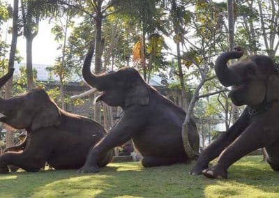 Bali Bakas Elephant Ride Tour - Gallery 12081911