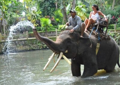 Bali Bakas Elephant Ride Tour - Gallery 12081912