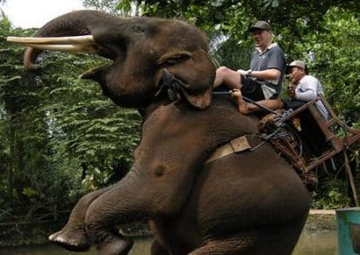 Bali Bakas Elephant Ride Tour - Gallery 1208194