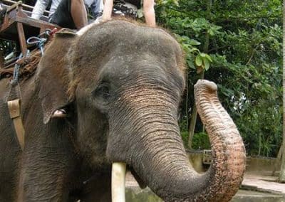 Bali Bakas Elephant Ride Tour - Gallery 1208197