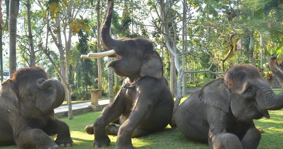 Bali Bakas Elephant Ride Tour
